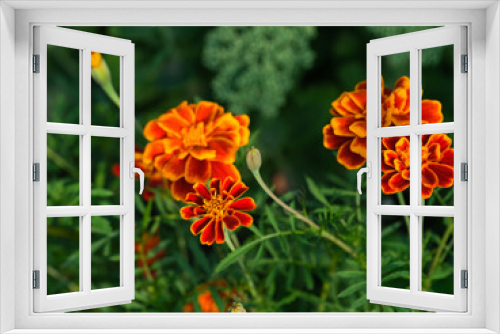 Fototapeta Naklejka Na Ścianę Okno 3D - Orange tagetes (marigolds) flowering in nature