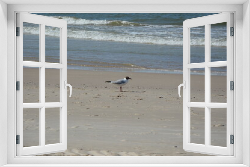 Fototapeta Naklejka Na Ścianę Okno 3D - 
seagulls on the beach, wavy sea