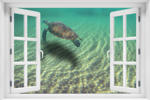 Fototapeta Naklejka Na Ścianę Okno 3D - a beautiful sea turtle under some waves in the caribbean sea