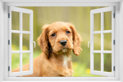 Fototapeta Naklejka Na Ścianę Okno 3D - Golden Cocker Spaniel Puppy