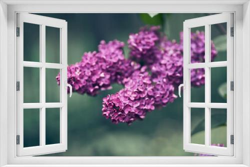 Fototapeta Naklejka Na Ścianę Okno 3D - Spring blossoming lilac flowers with green leaves. Floral romantic image spring nature. . High quality photo