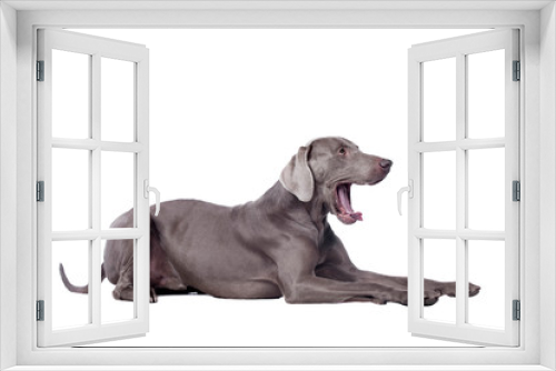 Fototapeta Naklejka Na Ścianę Okno 3D - Funny Weimaraner Dog isolated on white background