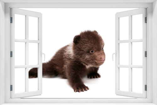 Fototapeta Naklejka Na Ścianę Okno 3D - Brown Bear cub, 1,5 mounth old, isolated on white background