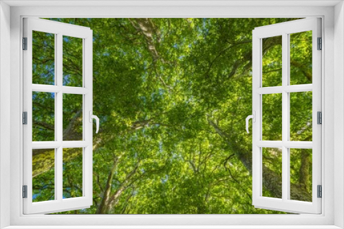 Fototapeta Naklejka Na Ścianę Okno 3D - Picturesque majestic green trees from low point of view. Relaxing nature background, beautiful environment. Freshness greenery abstract foliage. Green trees forest wallpaper. Bright peaceful woods
