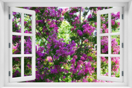 Fototapeta Naklejka Na Ścianę Okno 3D - Crepe myrtle (Lagerstroemia indica) Ornamental multi-stemmed tree bearing panicles of showy fuchsia-pink flowers and dark green oval-shaped leaves