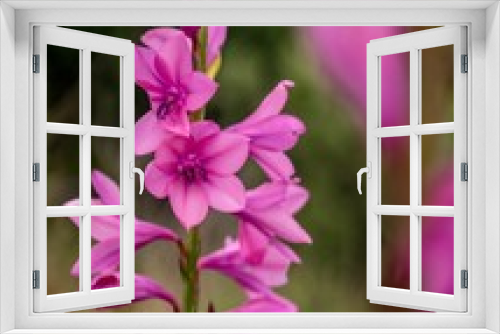 Fototapeta Naklejka Na Ścianę Okno 3D - Selective focus of pink Watsonia flower with blurred background