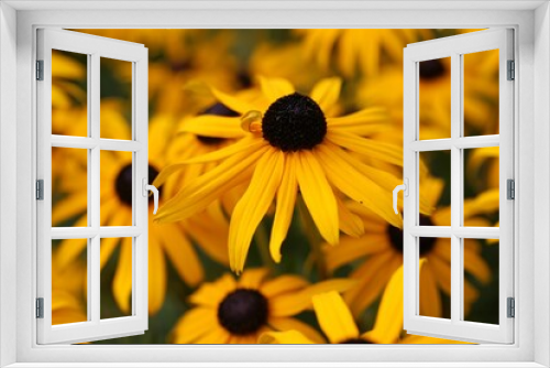 Fototapeta Naklejka Na Ścianę Okno 3D - Selective focus of yellow black-eyed Susan (Rudbeckia hirta) flowers in a yard