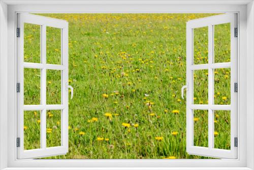 Fototapeta Naklejka Na Ścianę Okno 3D - A flower meadow