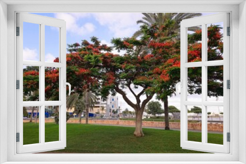 Fototapeta Naklejka Na Ścianę Okno 3D - Blooming colorful Flamboyant tree (Royal poinciana) at Santa Catalina park, in Las Palmas de Gran Canaria, Spain