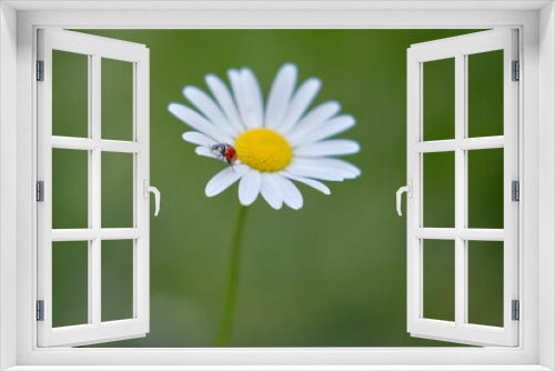 Fototapeta Naklejka Na Ścianę Okno 3D - Ladybug on flower