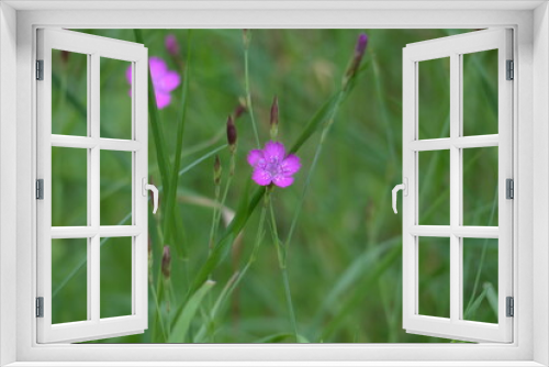 Fototapeta Naklejka Na Ścianę Okno 3D - Meadow flowers