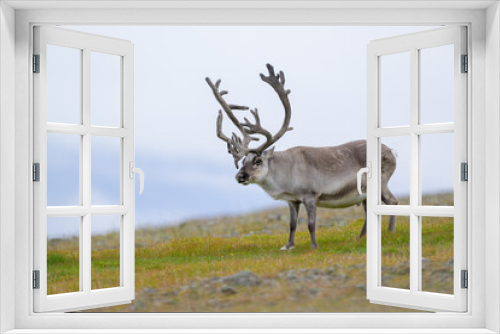 Fototapeta Naklejka Na Ścianę Okno 3D - The Svalbard reindeer (Rangifer tarandus platyrhynchus) in summer