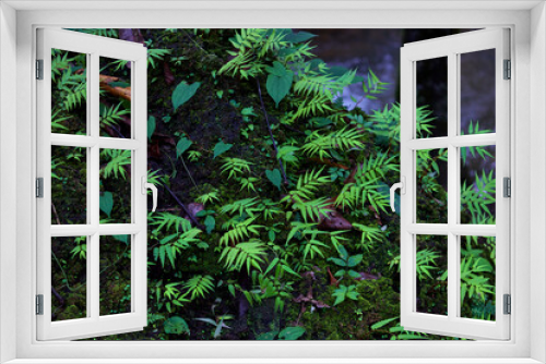 Fototapeta Naklejka Na Ścianę Okno 3D - Green fern and moss grown up cover the rough stones