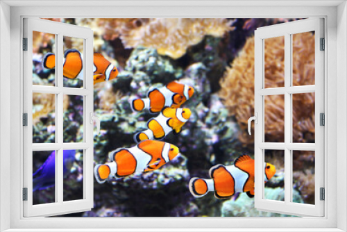 Fototapeta Naklejka Na Ścianę Okno 3D - Sea anemone and clown fish in marine aquarium. Corals, anemones, tropical fish