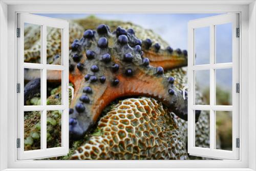 Fototapeta Naklejka Na Ścianę Okno 3D - Starfish on coral reef