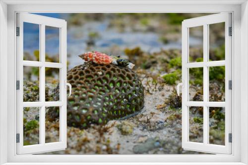 Fototapeta Naklejka Na Ścianę Okno 3D - Coral reef on the beach