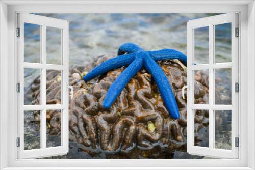 Fototapeta Naklejka Na Ścianę Okno 3D - Blue starfish over coral reef