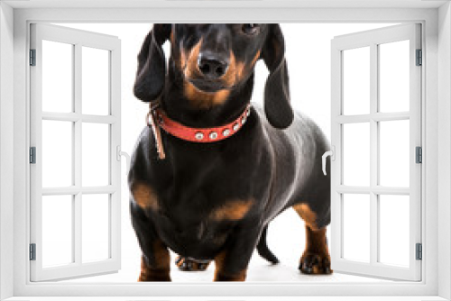 Fototapeta Naklejka Na Ścianę Okno 3D - puppy dachshund