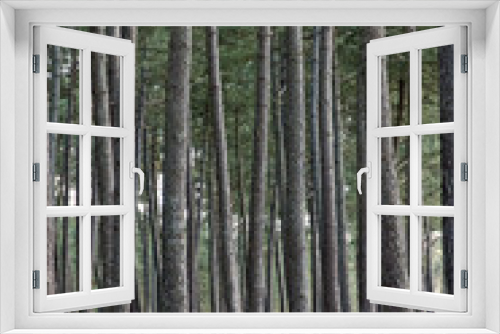 Fototapeta Naklejka Na Ścianę Okno 3D - Pinus maritima, Pin maritime, Foret Landaise, 40, Lande, France