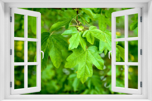 Fototapeta Naklejka Na Ścianę Okno 3D - Acer campestre, Erable champêtre