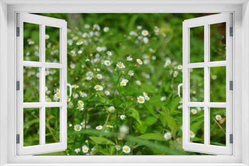 Fototapeta Naklejka Na Ścianę Okno 3D - cutter flower or New york Aster in grass 