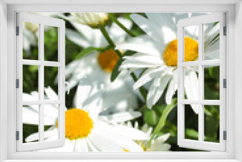 Fototapeta Naklejka Na Ścianę Okno 3D - Beautiful daisy in the garden