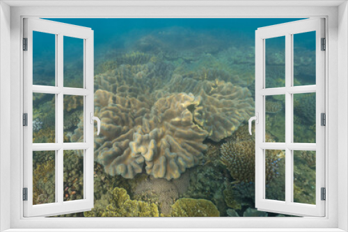 Fototapeta Naklejka Na Ścianę Okno 3D - coral reef macro ,texture, abstract marine ecosystem background on a coral reef