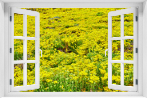 Fototapeta Naklejka Na Ścianę Okno 3D - Scenic field of yellow flowers leading to mountains with clouds cresting their tops