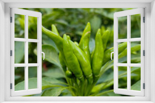 Fototapeta Naklejka Na Ścianę Okno 3D - Green pepper, a healthy and green food.