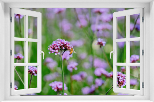 Fototapeta Naklejka Na Ścianę Okno 3D - field of lavender flowers