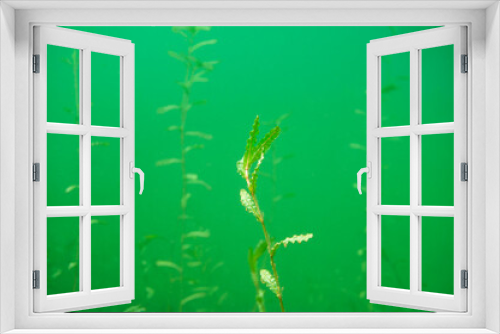 Fototapeta Naklejka Na Ścianę Okno 3D - The aquatic plant potamogeton crispus on the bottom of a fresh water lake
