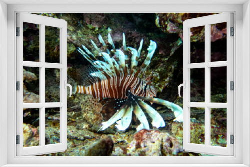 Fototapeta Naklejka Na Ścianę Okno 3D - Beautiful lionfish in the coral reef of the Red Sea