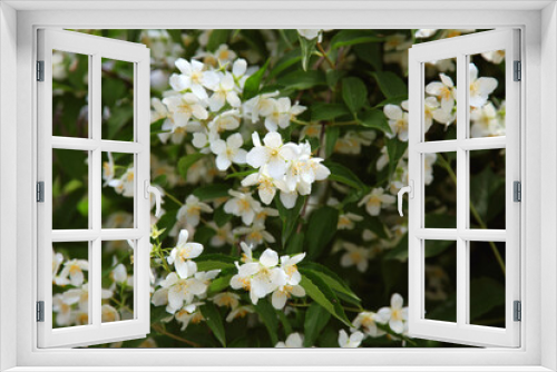 Fototapeta Naklejka Na Ścianę Okno 3D - White flowers on a jasmine bush