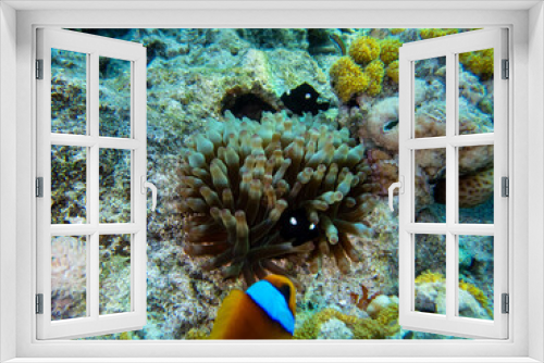 Fototapeta Naklejka Na Ścianę Okno 3D - Clownfish in a coral reef of the Red Sea next to sea anemones