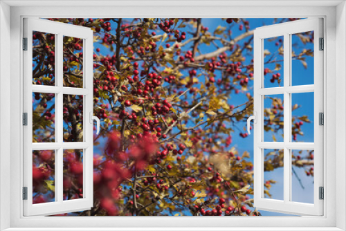 Fototapeta Naklejka Na Ścianę Okno 3D - The hawthorn berries of late autumn. Romantic autumn still life with hawthorn. Wrinkled berries of hawthorn on a bush on late Fall. Red rosehip berries on the branches. Red berries. Medicinal plants.