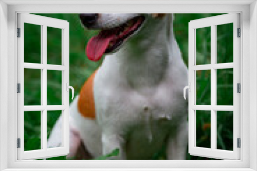 Fototapeta Naklejka Na Ścianę Okno 3D - Jack Russell Terrier