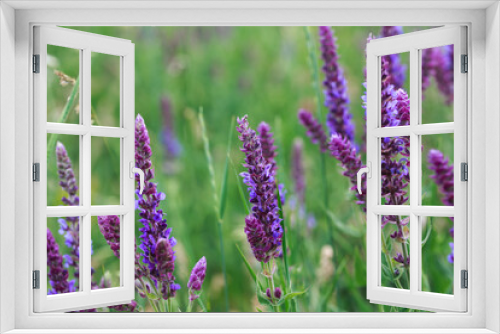 Fototapeta Naklejka Na Ścianę Okno 3D - Sage blooming in the garden. Wild glade in nature. Summer landscape. medicinal flowers