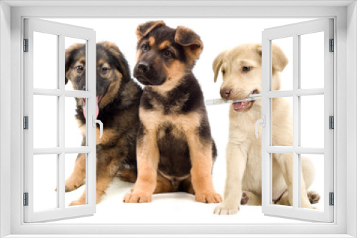 Fototapeta Naklejka Na Ścianę Okno 3D - puppies looks
