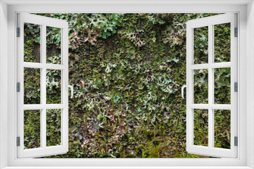 Fototapeta Naklejka Na Ścianę Okno 3D - background, texture - surface completely covered with lichens and moss