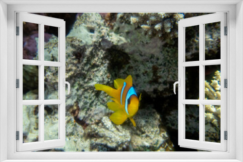 Fototapeta Naklejka Na Ścianę Okno 3D - A small clownfish lives in a coral reef in the Red Sea.