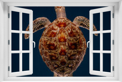 Fototapeta Naklejka Na Ścianę Okno 3D - Turtle Maldives