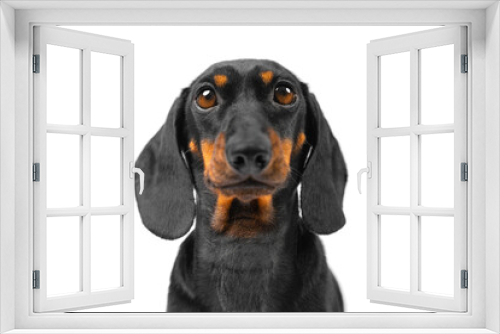 Fototapeta Naklejka Na Ścianę Okno 3D - portrait of funny little dog dachshund breed, eyes looking curiously, begging for food. Annoying mischievous puppy on a white background