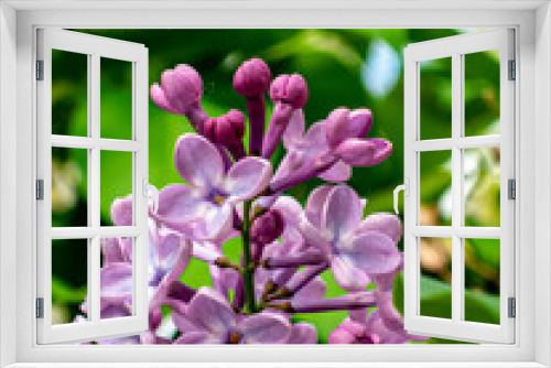Fototapeta Naklejka Na Ścianę Okno 3D - Spring blooming flowers in a garden