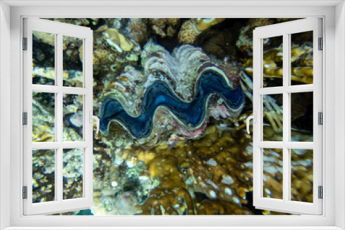 Fototapeta Naklejka Na Ścianę Okno 3D - Giant tridacna in the Red Sea coral reef