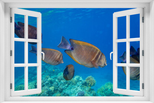 Fototapeta Naklejka Na Ścianę Okno 3D - Zebrasoma sailor Desjardins in a coral reef of the Red Sea