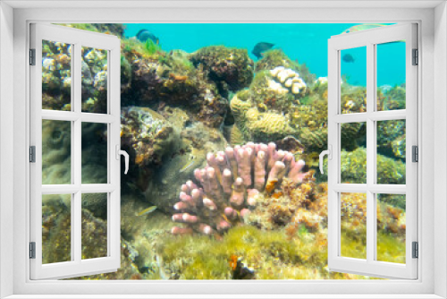 Fototapeta Naklejka Na Ścianę Okno 3D - Unusually beautiful corals at the bottom of the Red Sea. Fabulous coral reef.