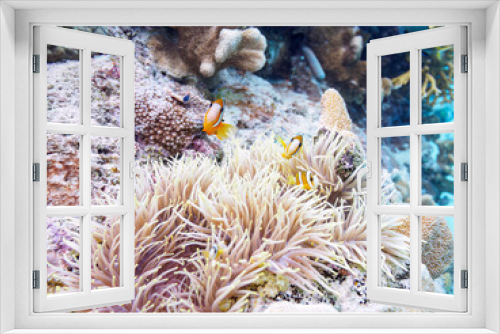 Fototapeta Naklejka Na Ścianę Okno 3D - 素晴らしいサンゴ礁の美しいイソギンチャクと可愛いクマノミ（スズメダイ科）の一家。

日本国沖縄県島尻郡座間味村座間味島から渡し船で渡る嘉比島のビーチにて。
2022年11月23日水中撮影。
