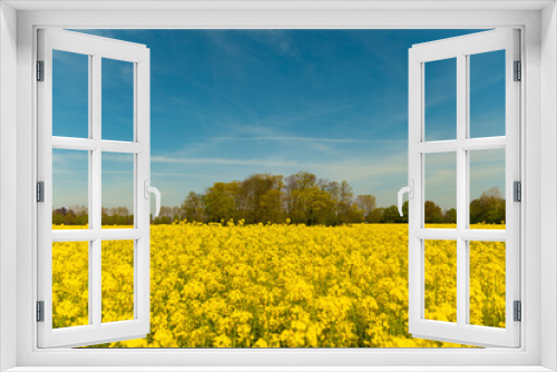 Fototapeta Naklejka Na Ścianę Okno 3D - Yellow poppy field blossom autumn and summer