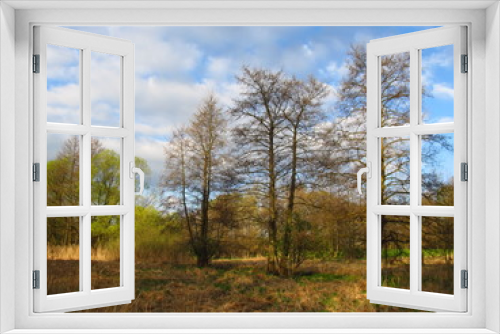 Fototapeta Naklejka Na Ścianę Okno 3D - Spring landscape with trees and dry grass