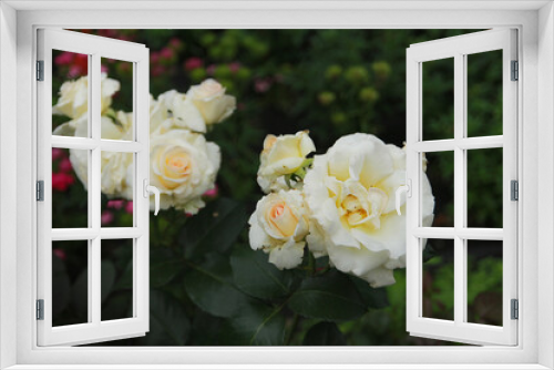 Fototapeta Naklejka Na Ścianę Okno 3D - white roses in garden